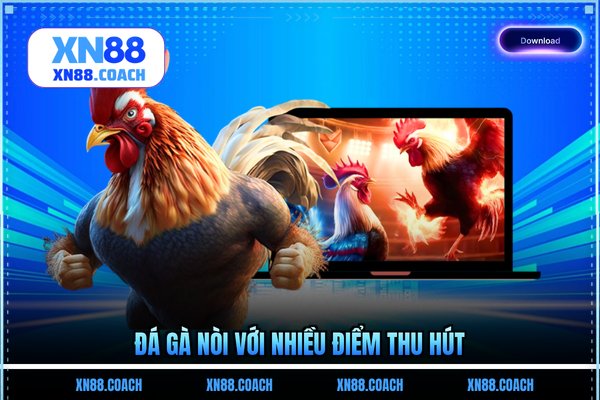 Đá gà nòi với nhiều điểm thu hút Đá gà nòi với nhiều điểm thu hút